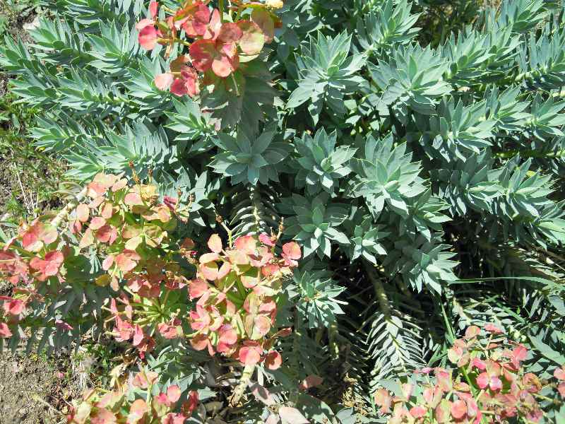 Euphorbia rigida